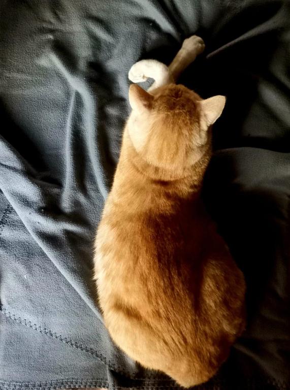 Laremi Gozo B&B - 16