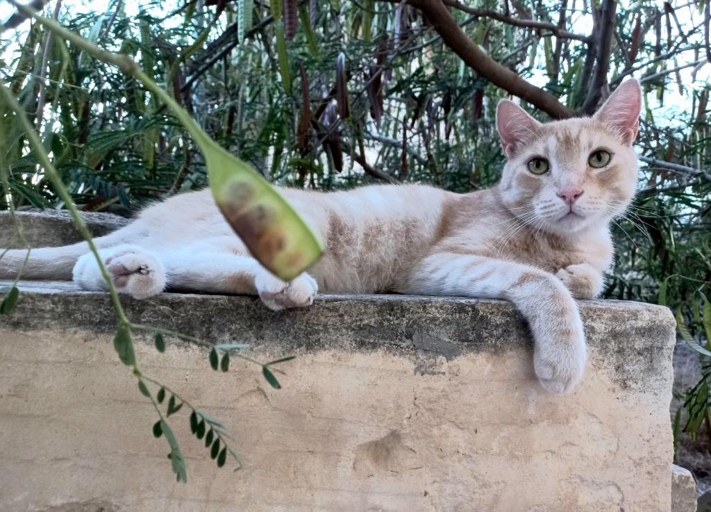 Laremi Gozo B&B - 13