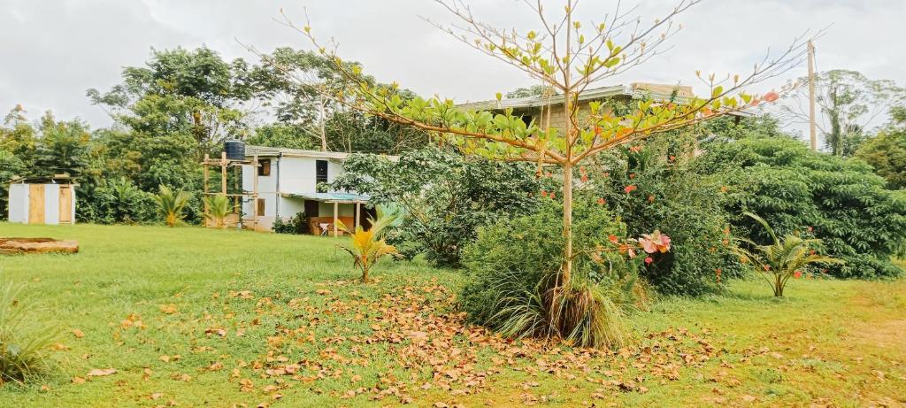 una casa in un giardino con un albero di Villa 1200m2 de jardin "100m plage" a Kribi