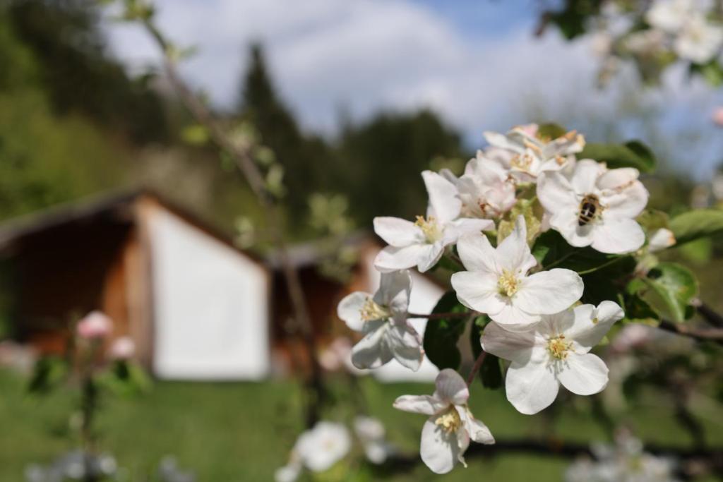 Zahrada ubytování Mountain View Apartments - Pr` Potovcn`k