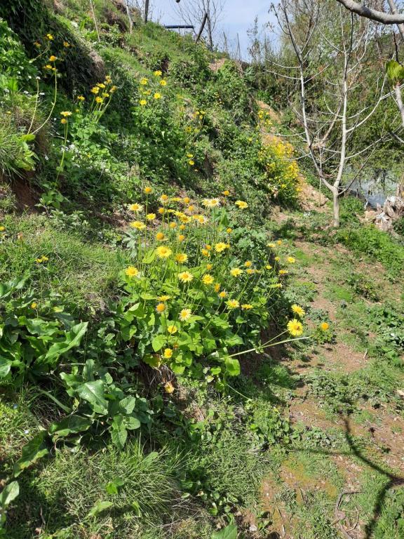 Guesthouse Ndroq - Standard Twin Room With Mountain View