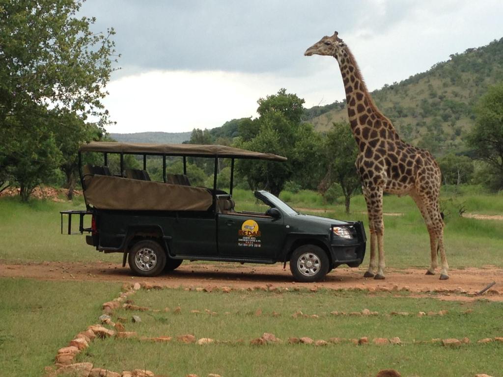 a giraffe standing next to a green truck with a giraffe at Kedar Heritage Lodge, Conference Centre & Spa in Phokeng