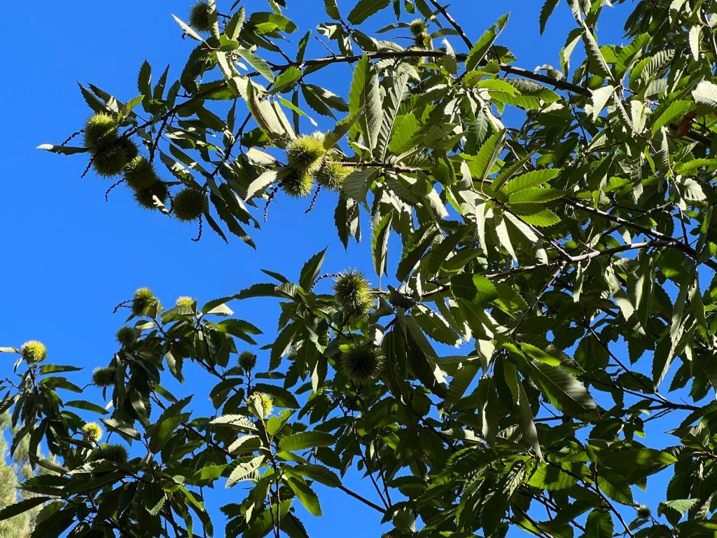 Zdjęcie z galerii obiektu Mentha Nature Space Jabugo w mieście Jabugo