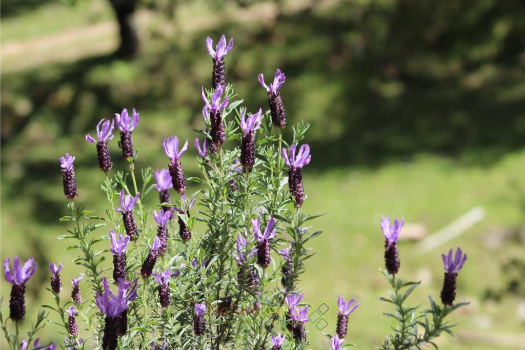 Ogród w obiekcie Mentha Nature Space Jabugo