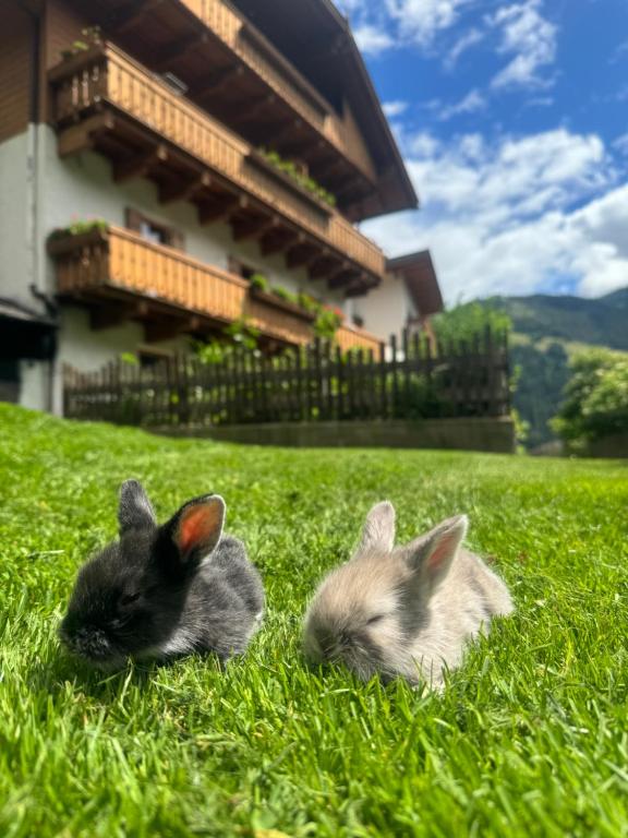 Domáce zviera alebo zvieratá hostí v ubytovaní Thalerhof