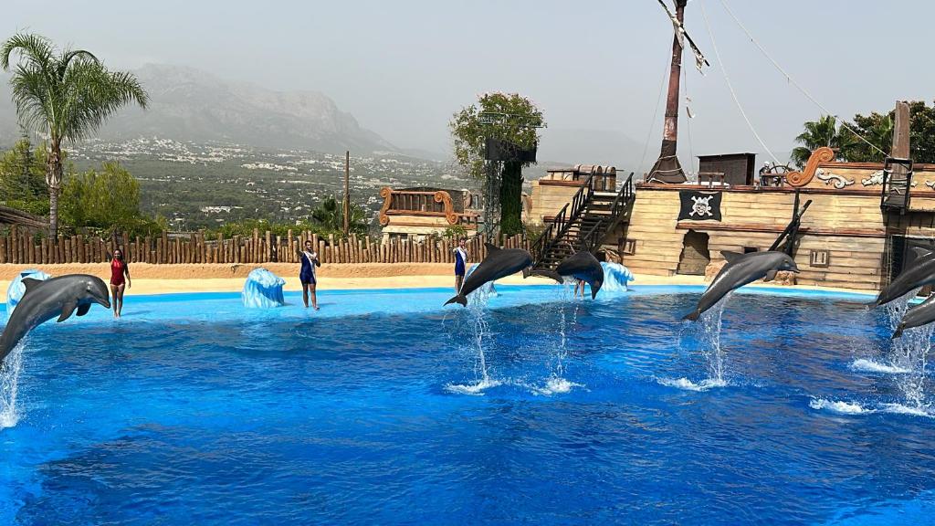 un groupe de dauphins dans l'eau d'une piscine dans l'établissement My Flat in Rambla, à Alicante