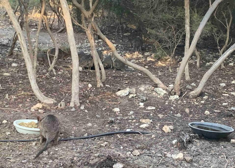 Foto dalla galleria di Kangaroo Island Supashak a Vivonne Bay