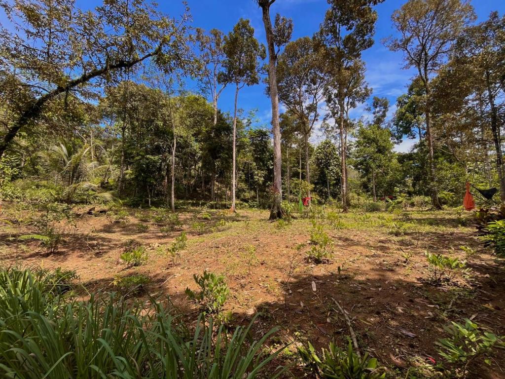 Zahrada ubytování Batu Ridi Jungle