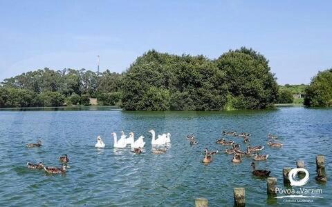 a group of ducks swimming in a lake at Pereira Azuara in Póvoa de Varzim