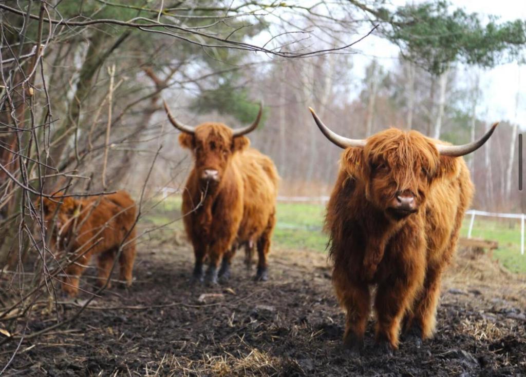 a couple of cows standing in a field at Willa Pod Lasem in Tupadły
