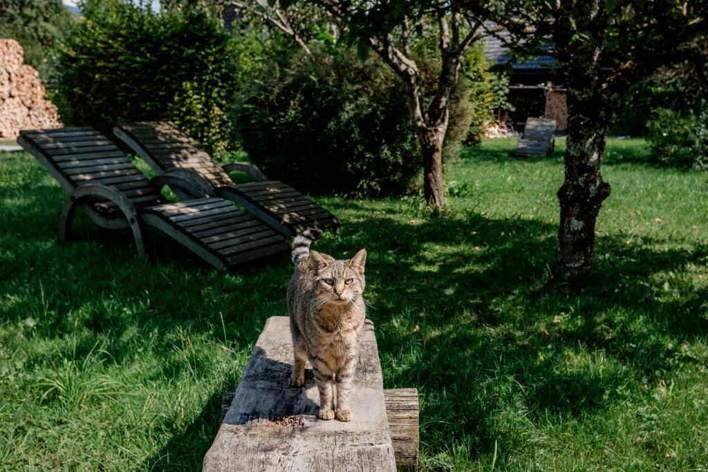 Domácí mazlíčci ubytovaní s hosty v ubytování Gasthof Zinkenbachmühle
