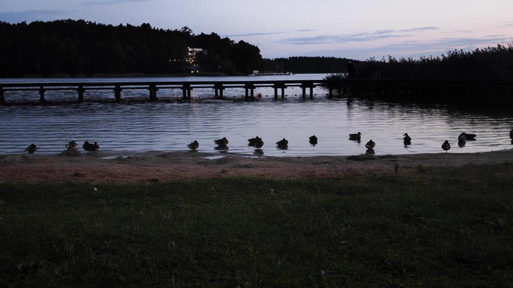 a group of ducks swimming in a lake at domek letniskowy in Lubowiec