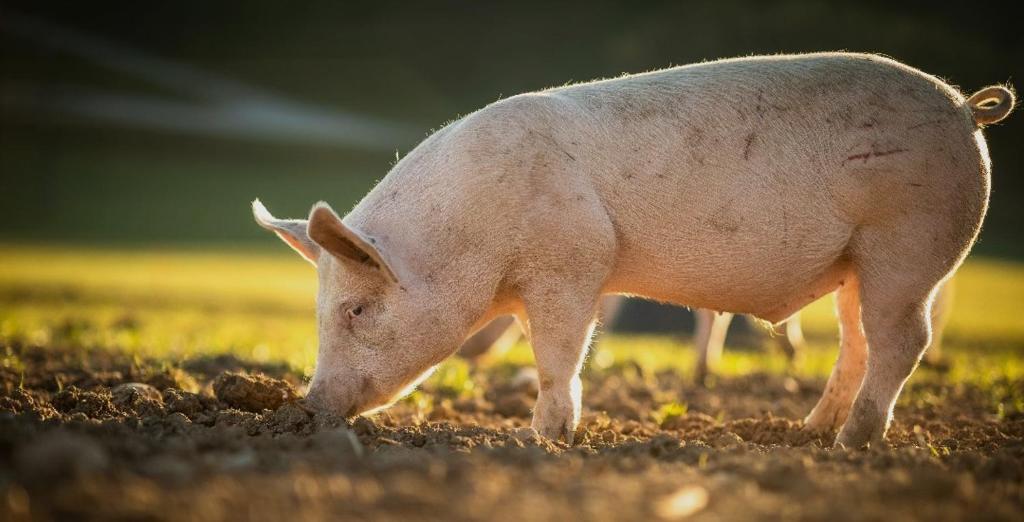 Zvieratá v apartmáne alebo blízkom okolí