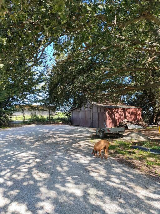 Burnside Homestead - Resim 12