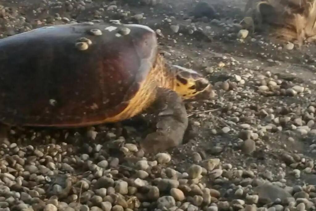 Zvířata v prázdninového domu nebo okolí