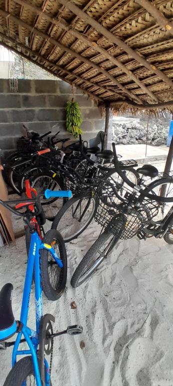 Jízda na kole v ubytování Penu Maurua 2 nebo okolí