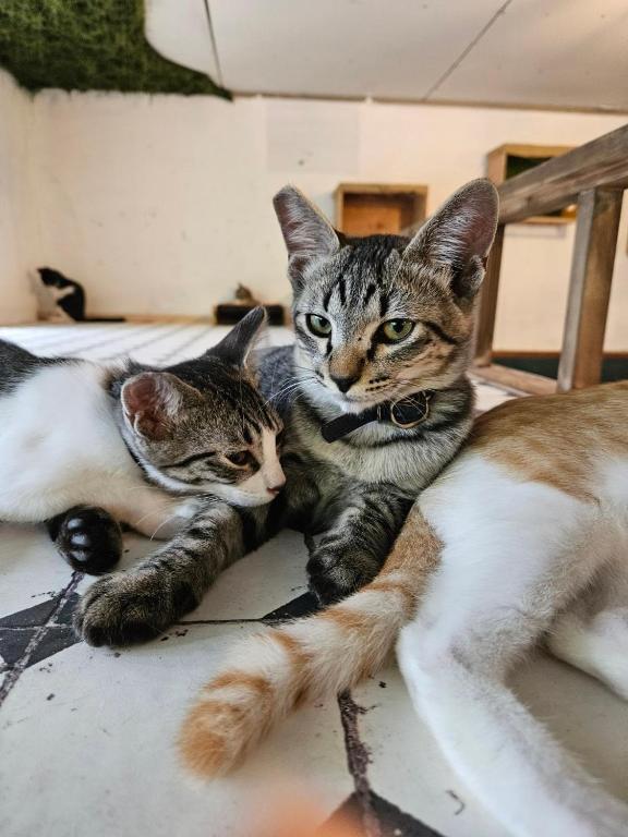 Domácí mazlíčci ubytovaní s hosty v ubytování 山ノサウナと無人廃校 山猫ホテル