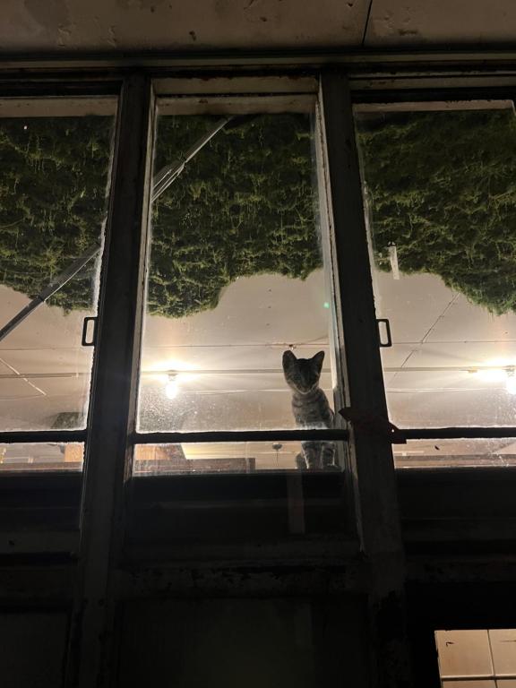 Domácí mazlíčci ubytovaní s hosty v ubytování 山ノサウナと無人廃校 山猫ホテル
