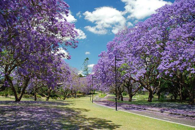 a row of trees with purple flowers on them at Modern APT in Toowong with Mountain View in Brisbane
