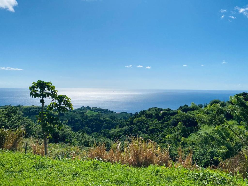 un albero su una collina con l'oceano sullo sfondo di Villa Créole vue exceptionnelle Perle des Hauteurs a Le Carbet