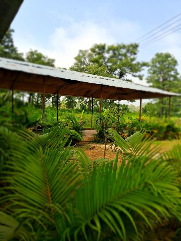 Dandeli Aura