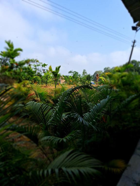 Dandeli Aura - Habitación Doble O Gemela