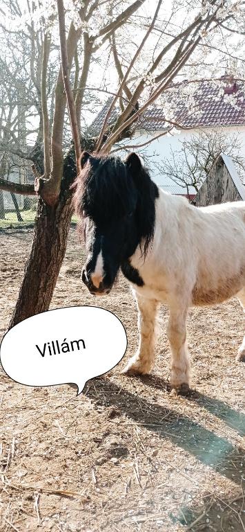 Domácí mazlíčci ubytovaní s hosty v ubytování Póni Kuckó Vendégház és Minifarm