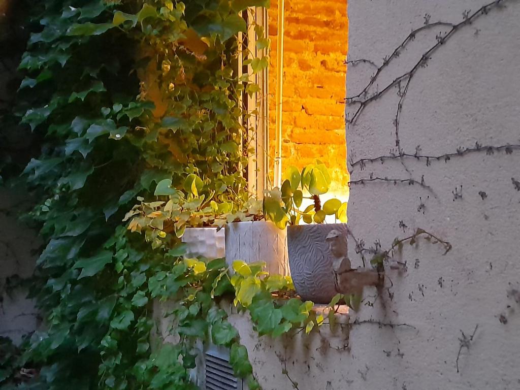 une fenêtre avec du lierre sur le côté du bâtiment dans l'établissement La Maison de Maila, à Toulouse