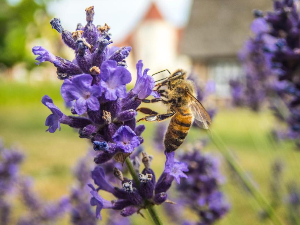 a bee is on a purple flower at Gl. Avernæs Sinatur Hotel & Konference in Ebberup