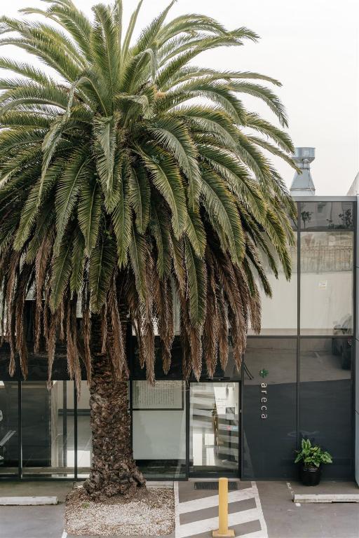 Areca Launceston photo
