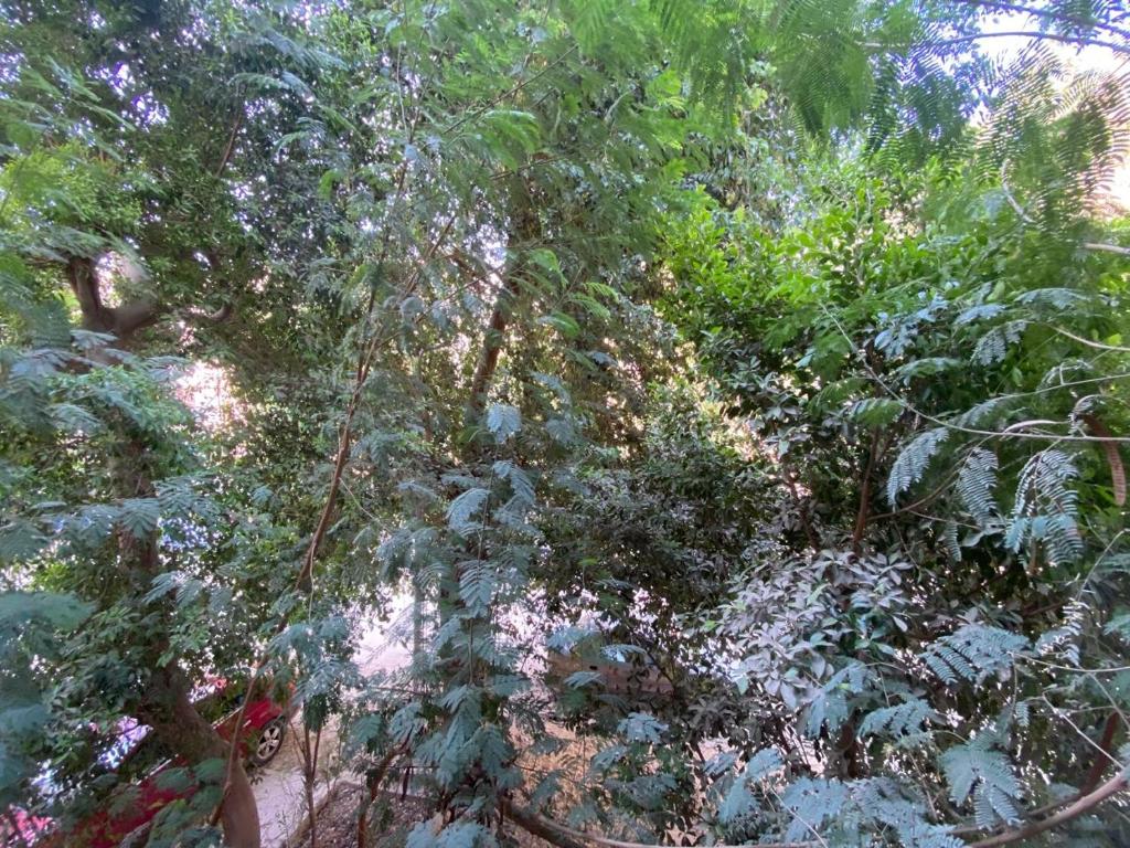 Zahrada ubytování Branch Loft room in the Treehouse