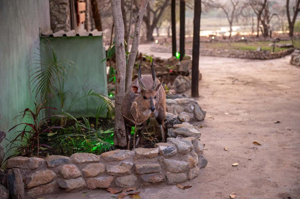 Fotografie z fotogalerie ubytování Foxy Crocodile Bush Lodge & Kruger Safari's - No Loadshedding v destinaci Marloth Park
