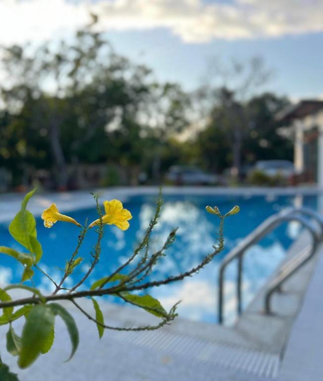 Bazén v ubytování Kraoub Kampot nebo v jeho okolí