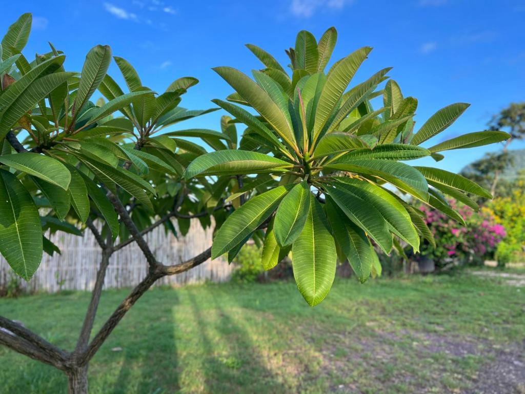 Zahrada ubytování Kraoub Kampot