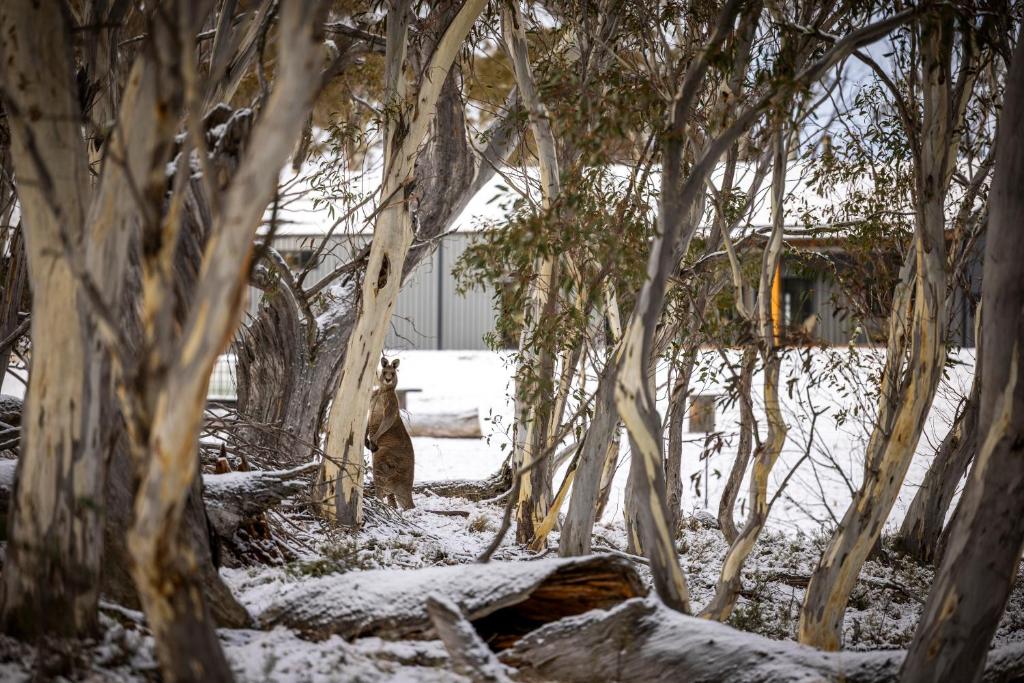 Big Yard Escapes - Two Off-Grid Tiny Houses on the Mowamba River v zimě
