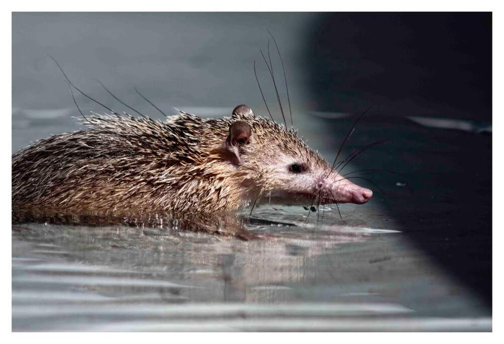 Zvířata v prázdninového domu nebo okolí