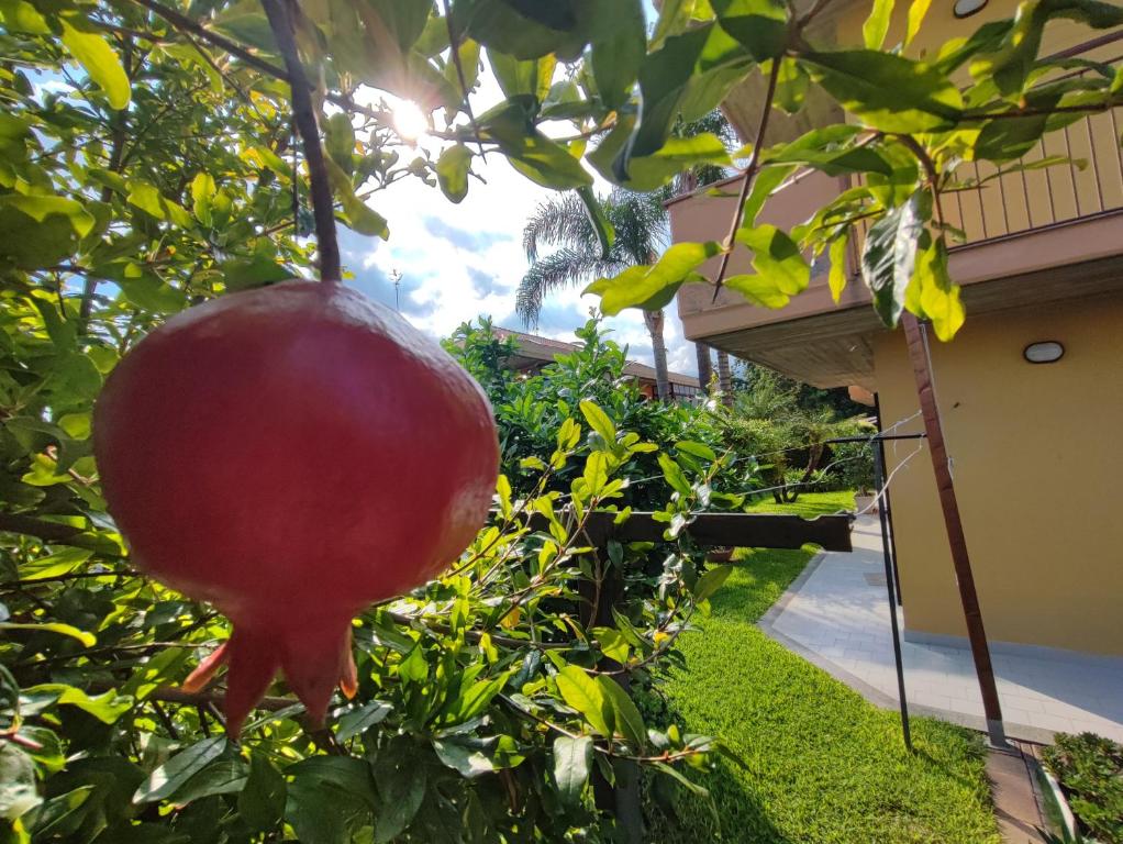 Zahrada ubytování Maresole tra l'Etna e Taormina
