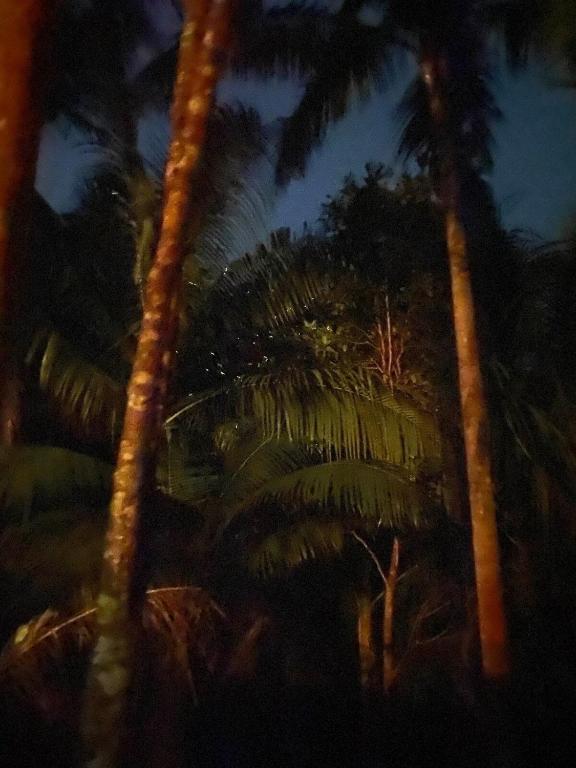 Foto sihtkohas Ytaya asuva majutusasutuse Firefly Treehouse Cafe and Bar galeriist