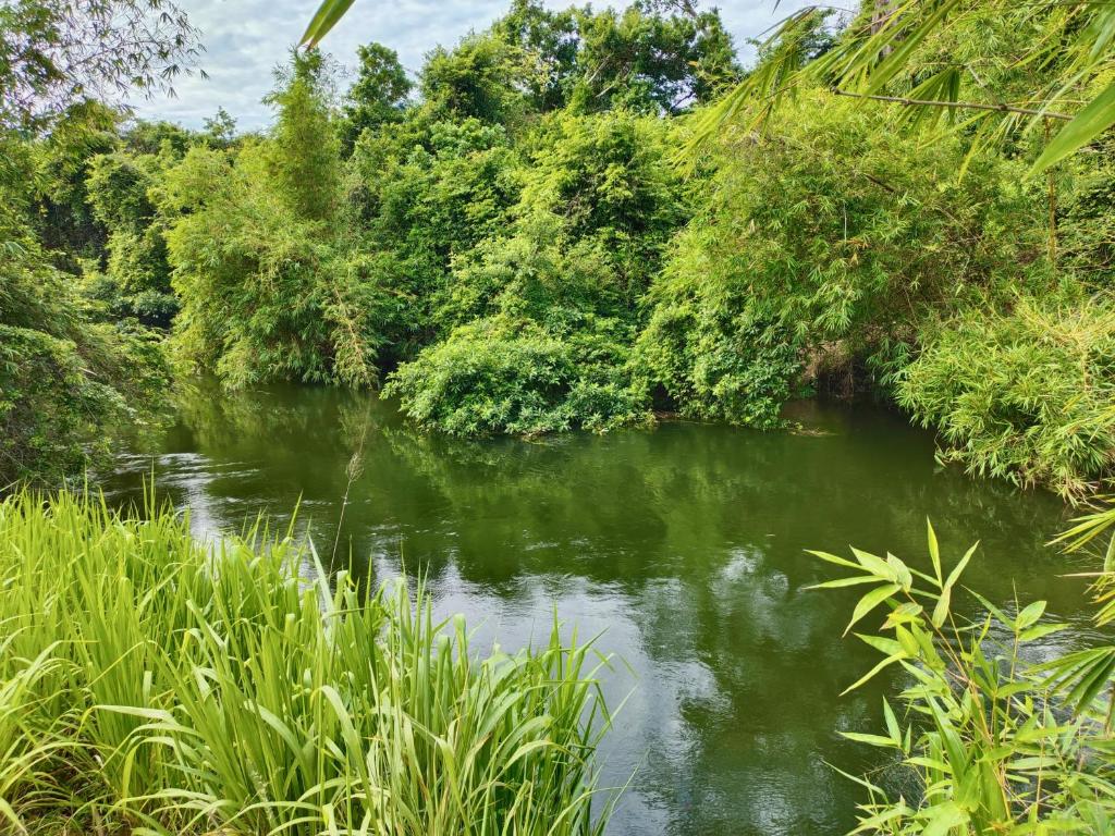a river with green plants and trees and water at ECO Canal Suite in Polonnaruwa