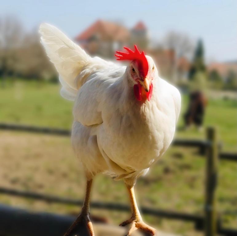 Zvířata v penzionu – hostince nebo okolí