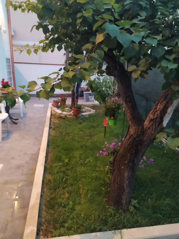 Zahrada ubytování B&B La Scalina