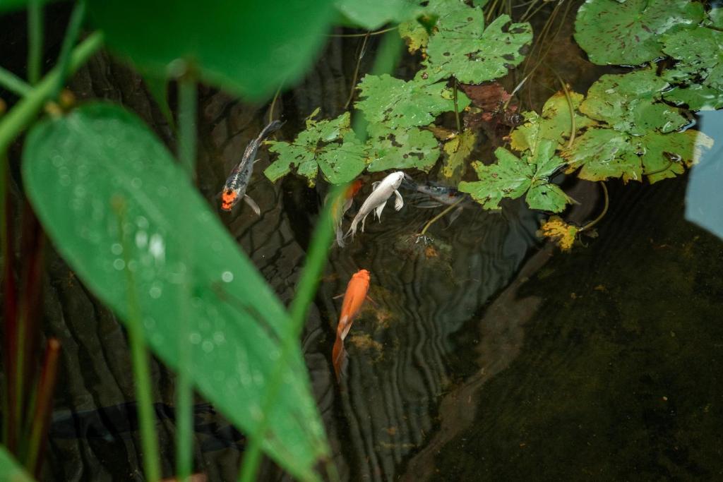 Zahrada ubytování Jungle Sanctuary Hotel Siem Reap