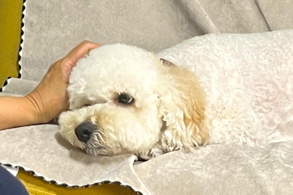 Domácí mazlíčci ubytovaní s hosty v ubytování 笑いあふれる乾杯を 小さなホテル ミセス マルベリー