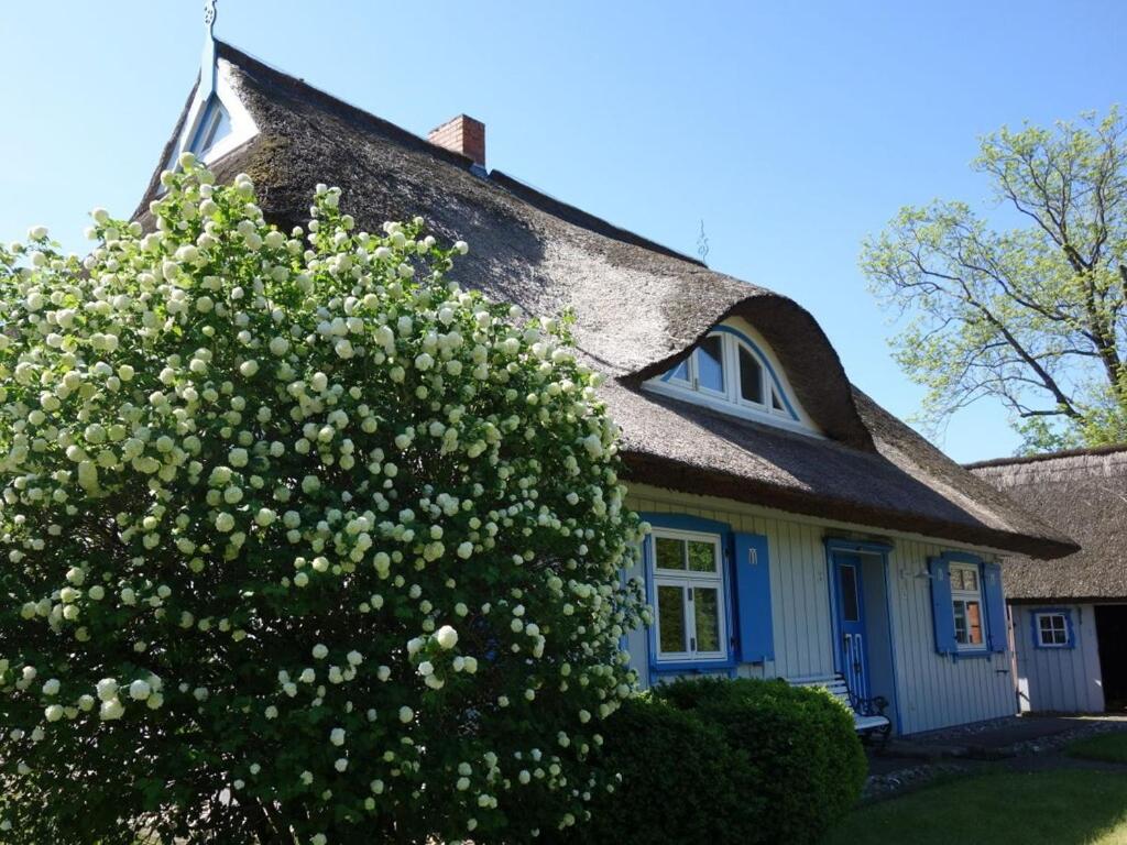 a house with a flowering tree in front of it at Captain House South Cats 8 in Wieck