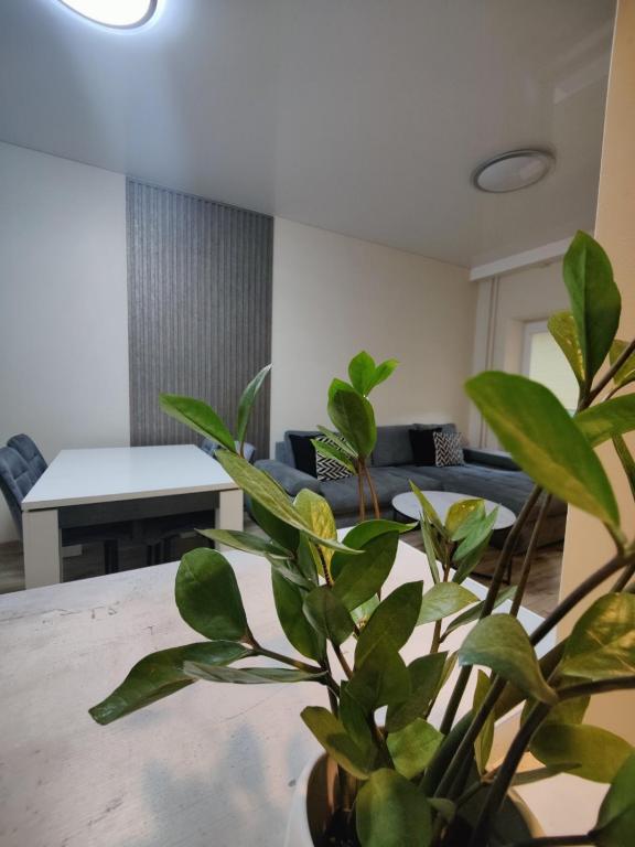 a plant sitting on a table in a living room at V15 Apartment in Druskininkai