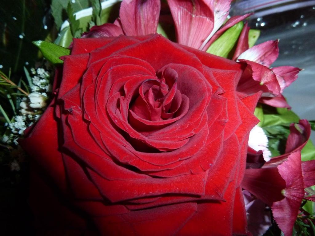 a red rose in a vase with pink flowers at Remushof Jagschitz in Oslip