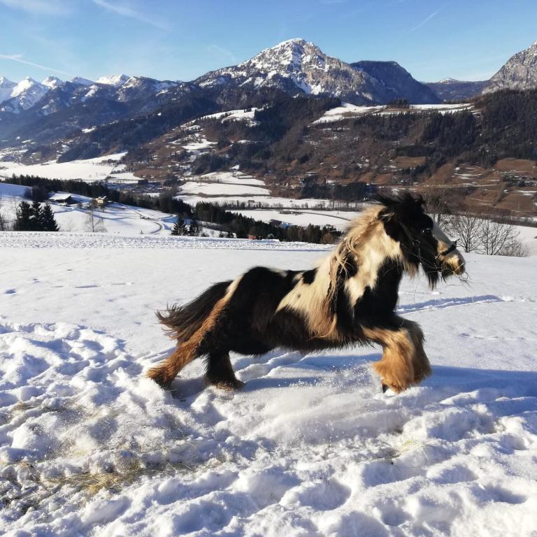 Panoramahof Gupf - 15