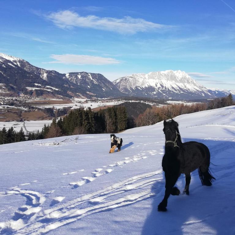 Panoramahof Gupf - 16