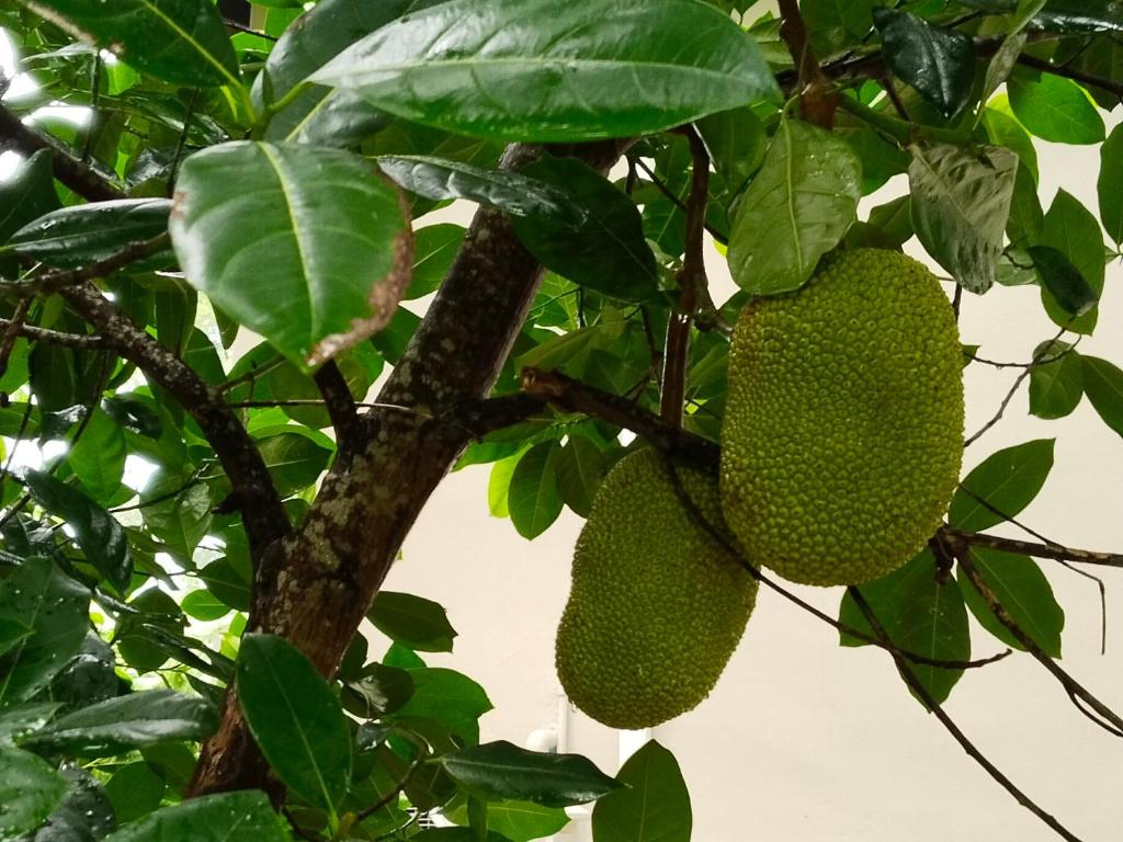 a tree with two large green fruit on it at Bang Po Hut in Ban Bang Po