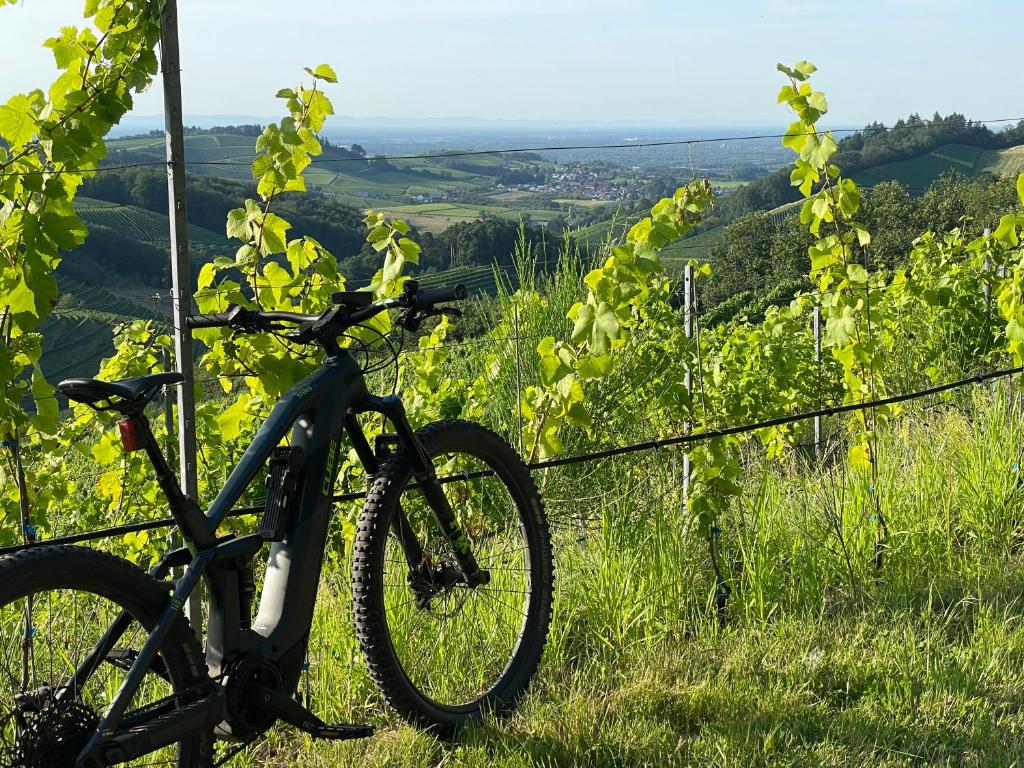 Jízda na kole v ubytování Schwarzwald Wellness byHannes nebo okolí
